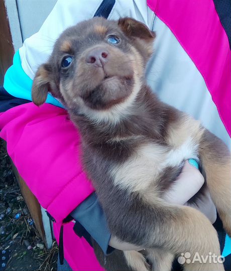 Собака в добрые руки отдам бесплатно