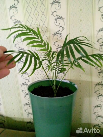 Пальма хамедорея 30 см