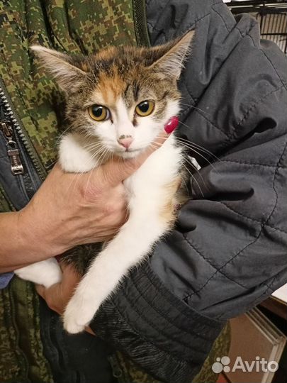 Котенок девочка