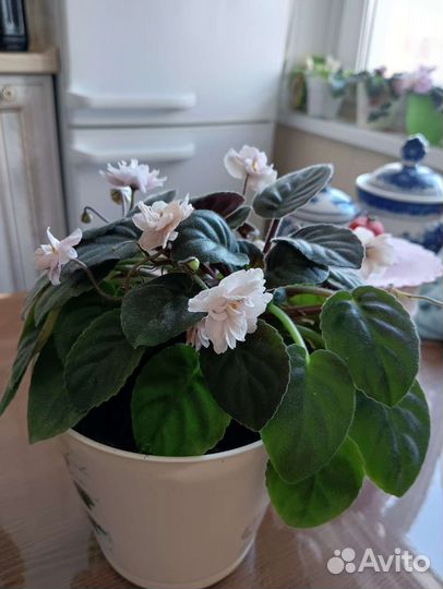 Фиалка и герань