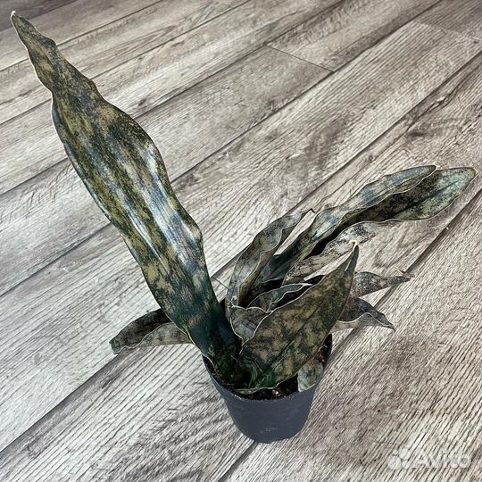 Сансевиерия, много сортов