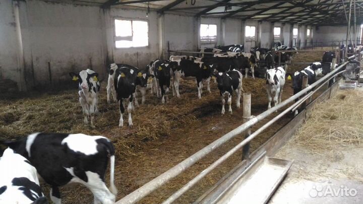 Телята мясной породы бычки