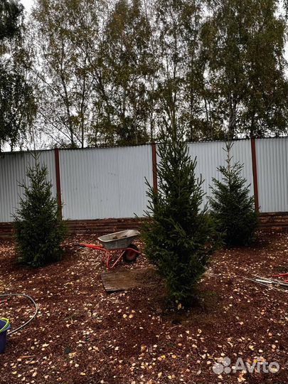 Ель 3.75 метра