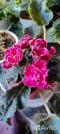 Фиалка сортовая