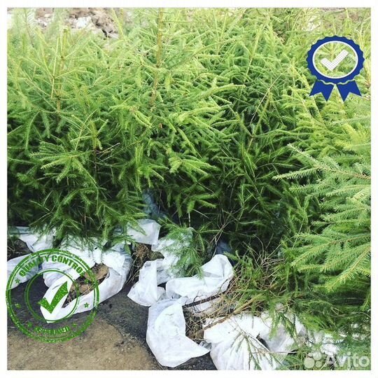 Саженцы Ели Сосны Берёзы