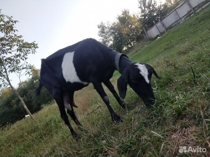 Козы дойные молочные