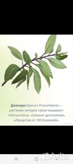 Джинура прокумбенс