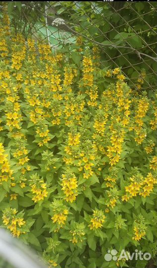 Многолетники