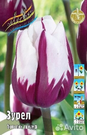 Тюльпаны сортовые классика