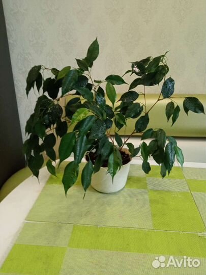Фикус Бенджамина