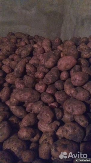 Продам картофель