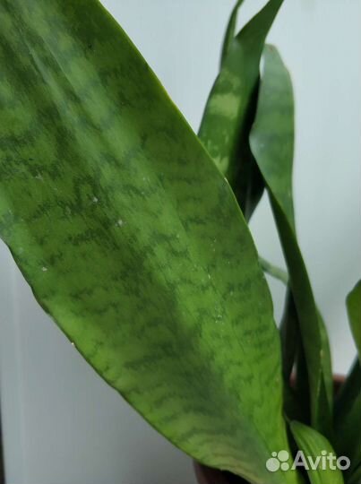 Сансевьерия