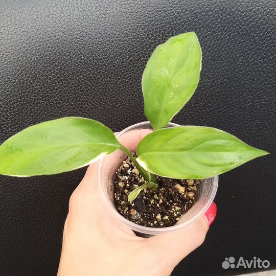 Спатифиллум Пикассо