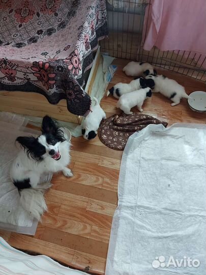 Щенки папийона