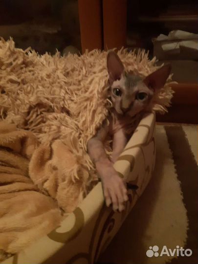Кошка в добрые руки сфинкс