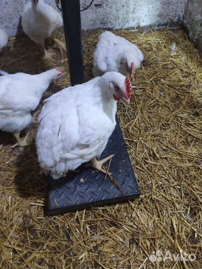 Бройлер живым весом