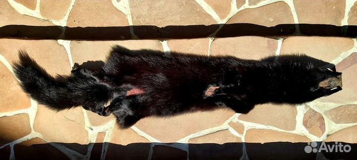 Мех шкура лисы