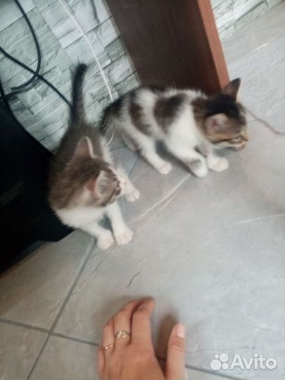 Котята