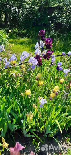 Ирисы цветы
