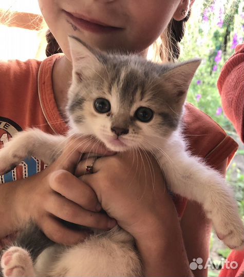 Котята от кошки мышеловки. Бесплатно