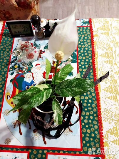 Спатифиллум домино