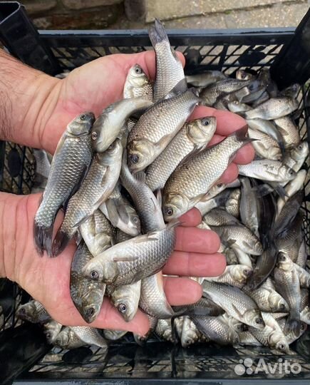 Живец карась