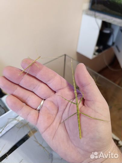 Аннамские палочники