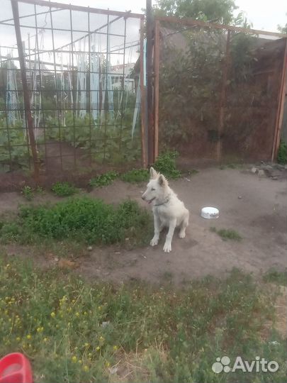 Отдам в добрые руки