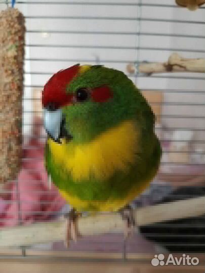 Новозеландский какарик птенцы