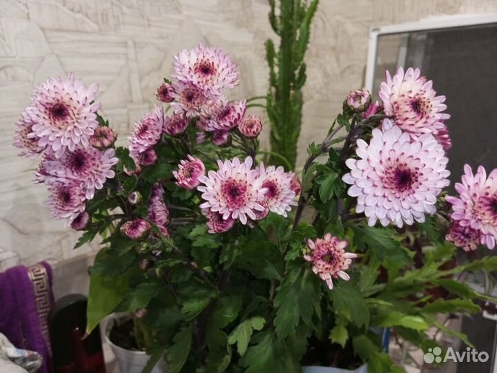 Хризантема