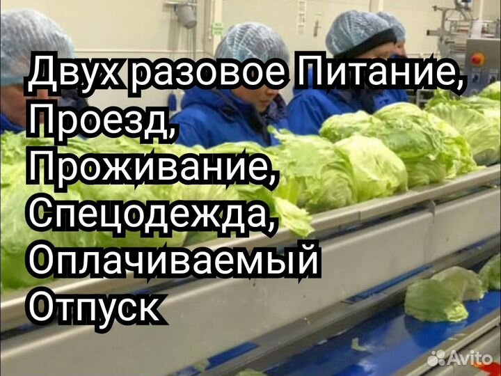 Фасовщик Овощи/Проезд/З,П, Раз в Неделю/Вахта/Тула