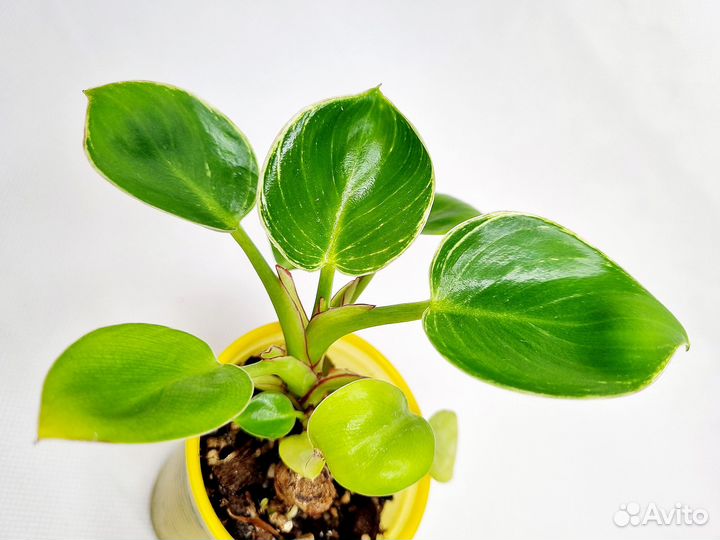 Филодендрон биркин