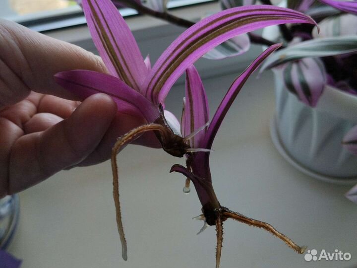 Традесканция Рэо розовый