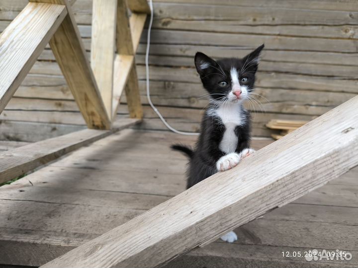 Котёнок девочка