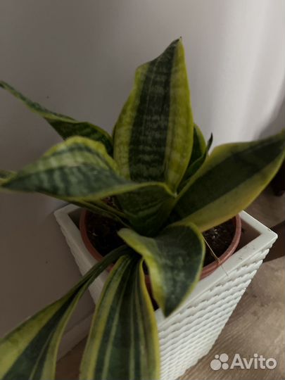 Сансевиерия