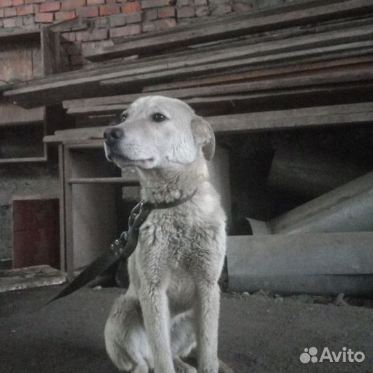 Собака в добрые руки отдам бесплатно