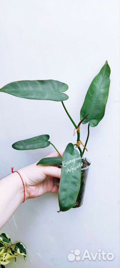 Филодендрон Санта Леопольдина (Atabapoense)