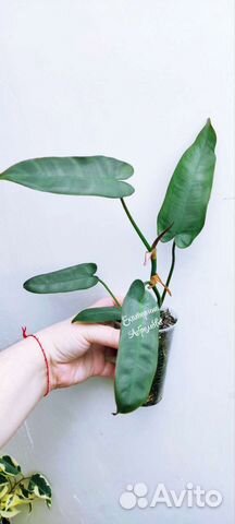 Филодендрон Санта Леопольдина (Atabapoense)