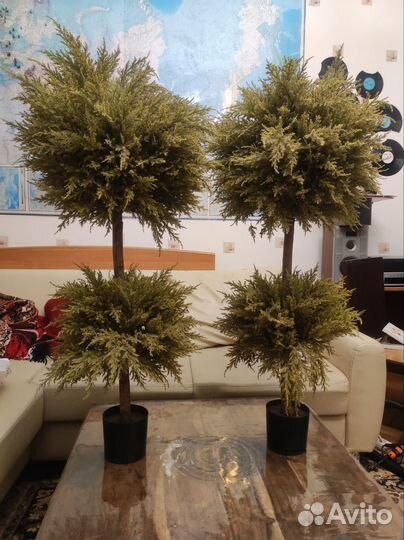 Декоративные деревья