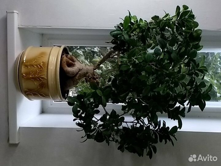 Фикус Бонсай, возраст 15 лет