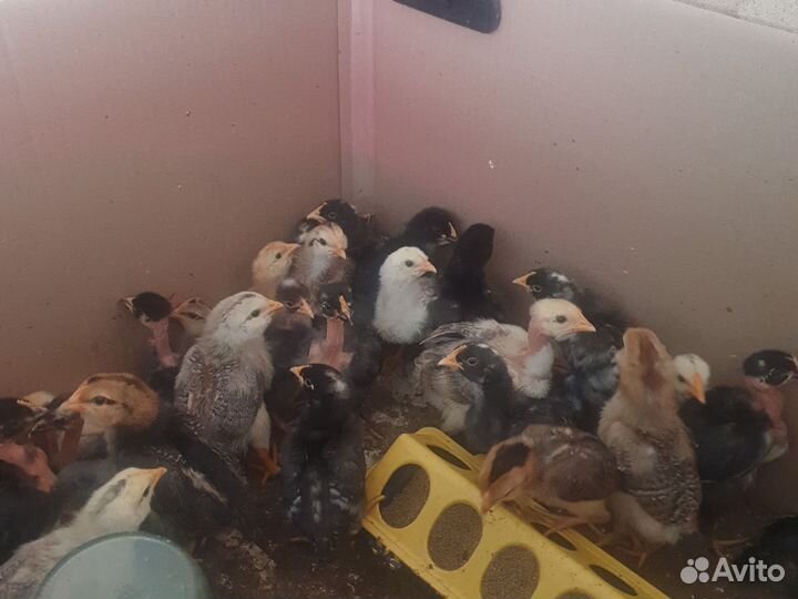Цыплята разных пород