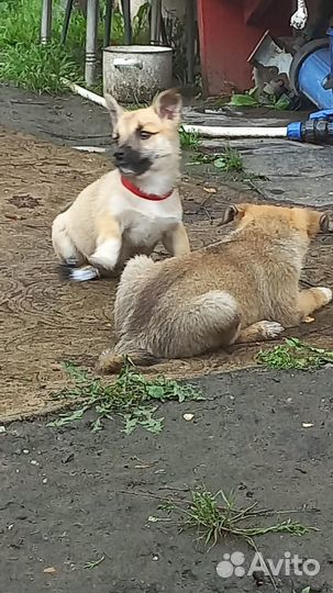 Щенята 1,5 мес