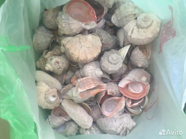 Ракушки с моря