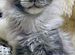 Котята мейн-кун полидакты и вязка