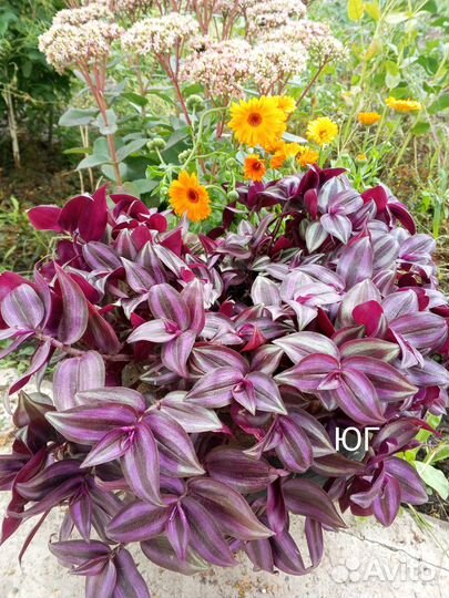 Традесканция зебрина - комнатные цветы