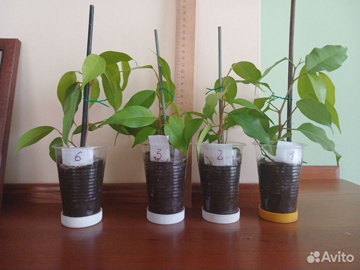 Фикусы Бенджамина