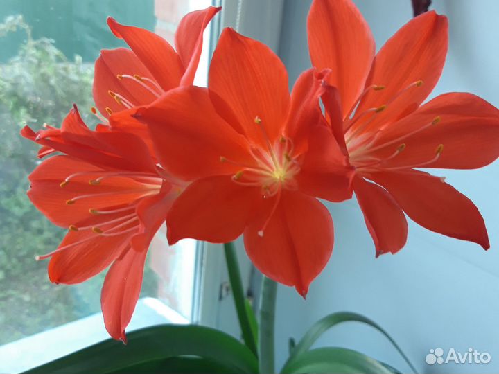 Красавец Амарилис