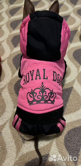 Темплый комбинезон для собаки девочки Royal dog xs