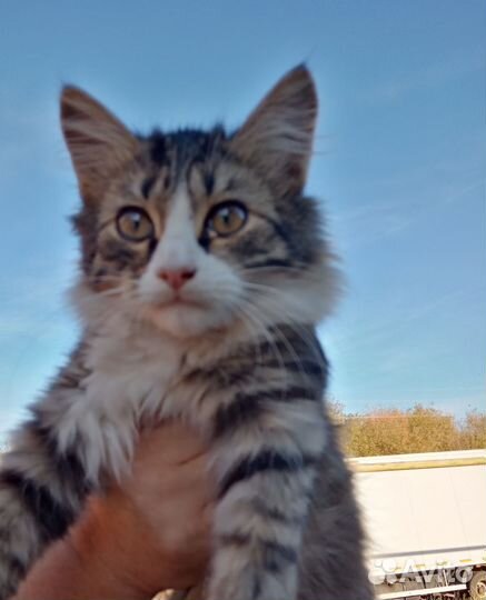 Котята
