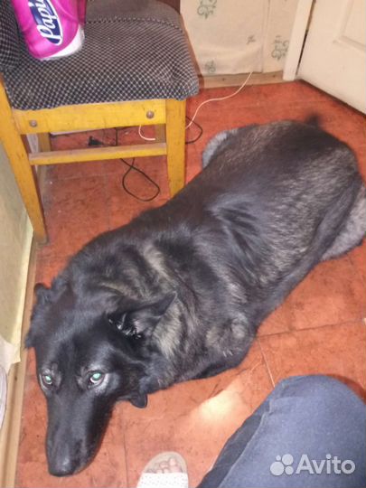 Ищет передержку или дом Джек